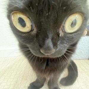 Meet your Posher, Kai